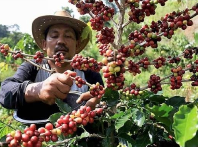 Ilustrasi petani kopi. [Instagram]